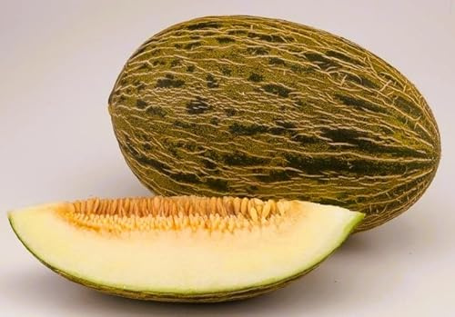 50 semillas de Melón Piel de Sapo – Semillas de Melón Dulce Tradicional Español - Fruto Grande y Larga Conservación