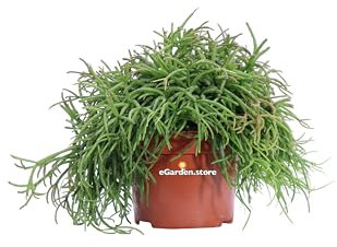 Pianta di Rhipsalis pianta succulenta pianta grassa pianta da interno pianta ornamentale di Rhipsalis pianta vera venduta da eGarden.store (Rhipsalis Baccifera v.8 cm)