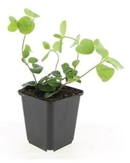 Bodendecker - Großblättriges Immergrün - Vinca major - 9cm Topf - Set mit 12 Pflanzen