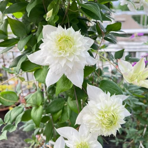 clematissamen - balkongewächshäuser clematis florida - balkonpflanzen gartenpflanzen für draußen exotische gartenblumen herbstblumen winterhart 400pcs