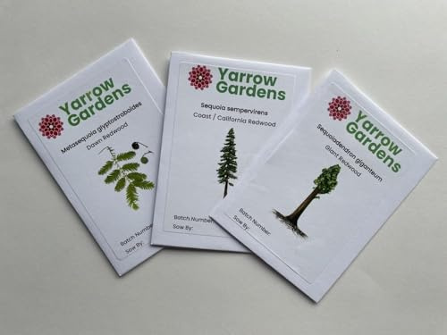 Metasequoia glyptostroboides/Dawn Redwood Seeds x15