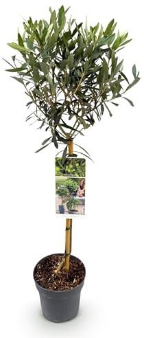 GreenboutiQ - Olivenbaum Echt - Olea Europaea - Stamm-Pflanze - Terrassenpflanze - Immergrün - Wenig Pflege - Topf 19cm Höhe 90cm