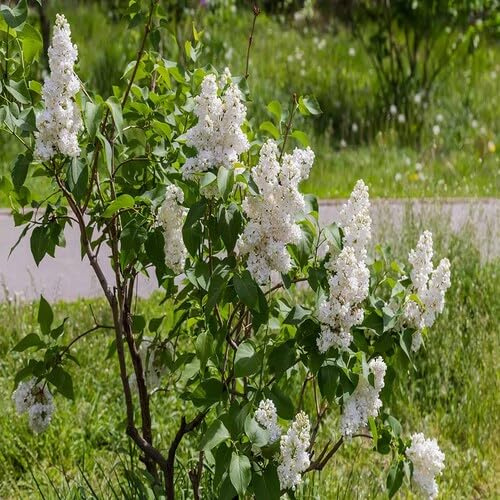 100 semillas de lilas blancas