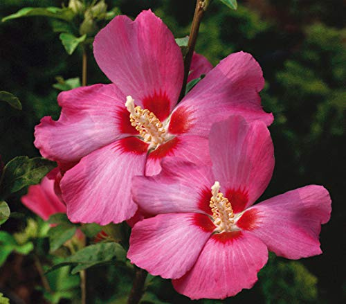 Dehner Hibiskus Silke, rosa-roten Blüten, ca. 40-60 cm, 7.5 l Topf | Hibiscus syriacus, Garten-Eibisch, Zierstrauch mit kompaktem Wuchs, Blütezeit Juni bis September, sonniger Standort