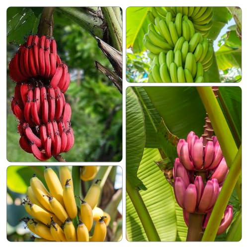 semi di banana, biologiche balcone esotiche 300pcs