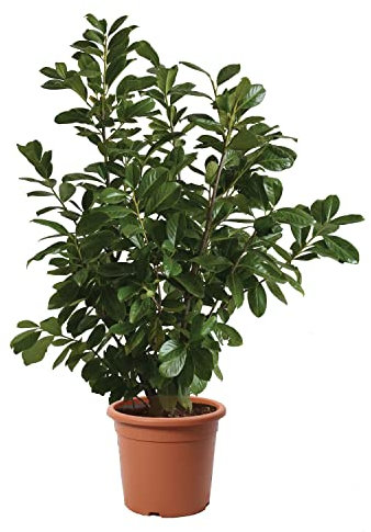 KENTIS - Kirschlorbeer Pflanzen - Prunus Laurocerasus Novita – Winterharte Pflanzen für Garten – Aussenpflanze - Hoch 125-150 cm Topf Ø 30 cm