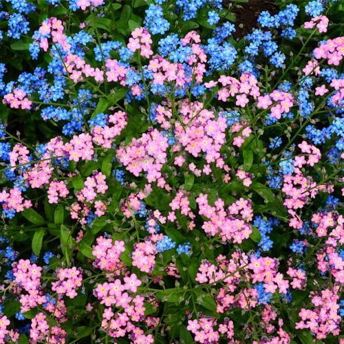 3000+ Stück gemischte Vergissmeinnicht, alte Sorten, gentechnikfrei, für Haus, Garten, Hof, Bodendecker, blau, weiß, rosa