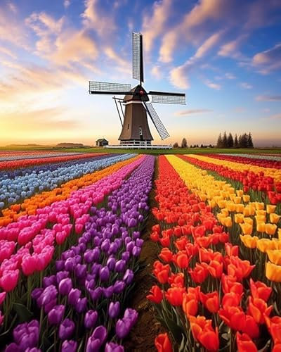 SonGxu Malen Nach Zahlen Kits Für Erwachsene,Windmühle im holländischen Blumenfeld Paintworks Malen Nach Zahlen Kits Auf Leinwand Festival Dekoration Geschenk,40x50cm
