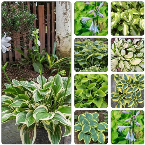 funkien grünpflanzen grüne deko kräuterpflanzen dachbegrünung gartenkräuter zimmerbonsai bonsai winterharte stauden mehrjährig biosaatgut sommerblumen pflanztopf hochbeet balkon deko 650samen