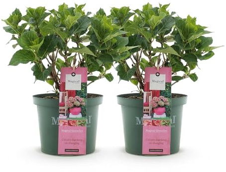 Hydrangea macrophylla Magical Green Fire – Gartenhortensie Rosa-Grün – 2 Pflanzen im Topf 23 cm – Höhe 55 cm – 6-10 Blüten – Balkonpflanze – Farbwechselnde Blüten – Pflegeleicht