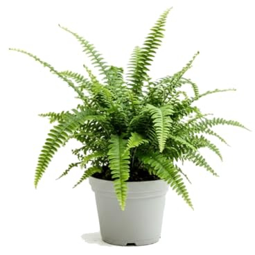 DECOALIVE Helecho de Boston Nephrolepis Exaltata con Hojas Arqueadas para Decoración Interior, Maceta 17 cm Diámetro, Altura 50 cm