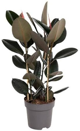 Ficus Elastica Abidjan – Ø 27 cm – 110 cm