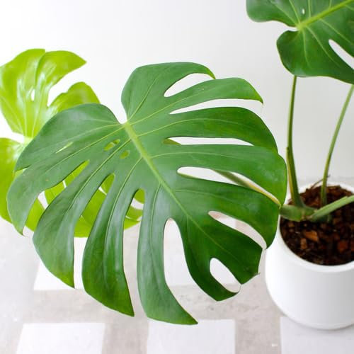 50pcs Green Fresh Monstera Plant Seeds