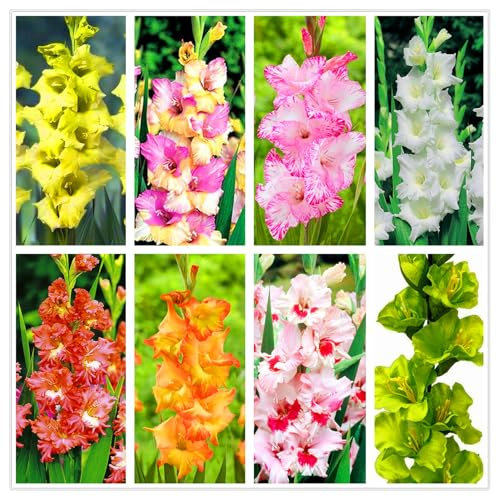 Flowering Rhizome,Excellent Display, Easy to Plant, Wedding Flowers,Natural Organic,Gladiolus Bulbs-3 Bulbs-J