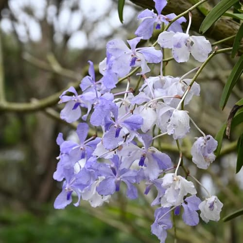 Orchidea Vanda decorativo rara d'appartamento Decorazioni autunnali per un giardino resistente primaverili, resistenti in vaso 250semi