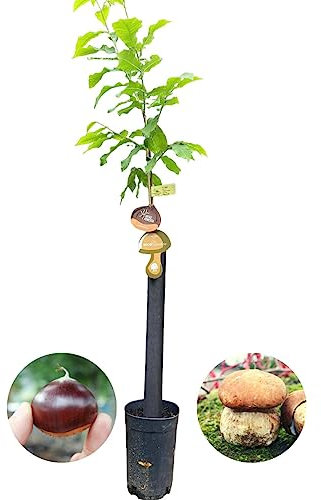 Árbol Frutal castaño. Produce castañas grandes y setas. Altura 1-1,20m. Maceta 3,5 litros. Castaño variedad Soutovello, micorrizado productor de setas (Boletus edulis). Resistencia Tinta y Avispilla