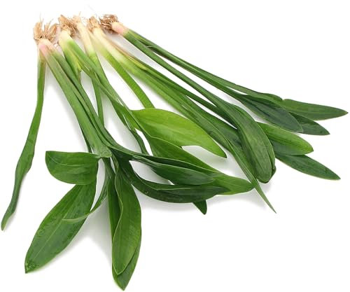K2AQUA Extra Large 5X Sagittaria Platyphylla (13–30 cm) – Live Aquarium Plant for Freshwater Tanks, Fast Growing, Easy Care, Hardy, Natural Oxygenating Root Feeder