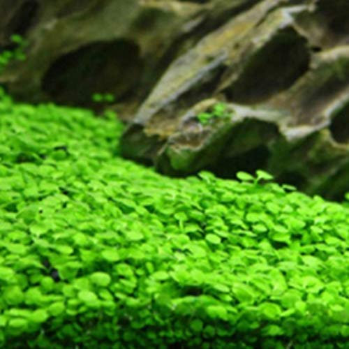 100Pcs Aquarium Water Grass Seeds Fish Tank Aquatic Plant Bonsai Landscape Decor - 100pcs Big Leaf Seeds - Flower Seeds Vegetable Seeds Fruit Seeds Garden Plant Seeds