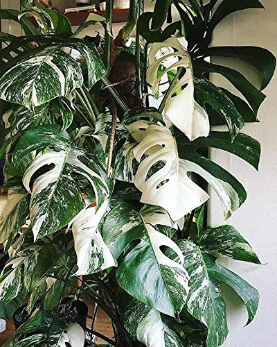 zumari 100 White Monstera Plant Seeds
