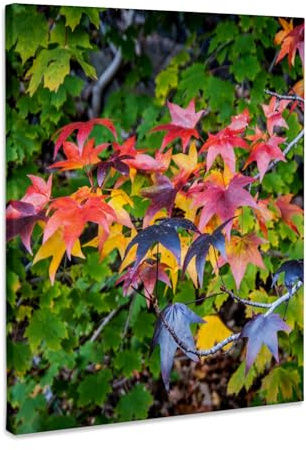 3dRose USA, New Jersey, Hudson River Basin, Close up of tree in fall foliage. Museum Grade Canvas Wrap 16x20