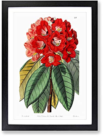 Red Rhododendron Flowers Framed Print | A2 Black Framed Wall Art | Ready to Hang | Modern Floral Picture | Living Room Bedroom Lounge Office