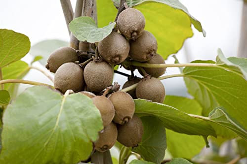 Actinidia chinensis 'Jenny' 150–200 cm – Winterhart, Mehrjährig – Kiwi – Kletterpflanze für Spalier & Rankhilfe