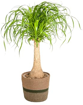 Beaucarnea Recurvata sur tige avec panier - 60-80cm - Ø21cm - Plante d'intérieur - Vert persistant