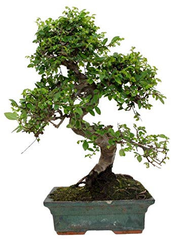 Bonsái Olmo de 8 Años Zelkova Parvifolia Árbol Natural