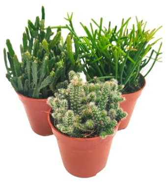 Verdecora Ripsalis Pack 3 unidades | Rhipsalis baccifera | Planta de interior en maceta Ø6cm | Hojas Delicadas y Cascadas Verdes | Ideal para un Toque Tropical