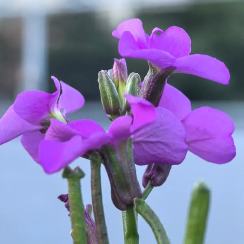 Semi di Levkojen - Matthiola incana, perenni resistenti di Levkojen perenni, resistenti per il giardino 150pcs