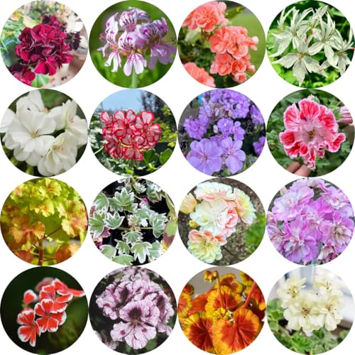 semillas de geranio pelargonium silvestres, macizo de exóticas geranios del balcón jardín semillas pradera Decoración sala estar con camas elevadas 200semillas