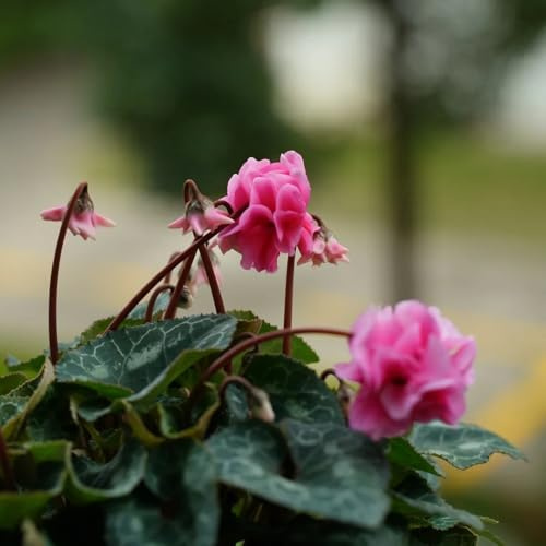 ciclamino balcone recisi rampicanti giardino roccioso ornamentali 450semi