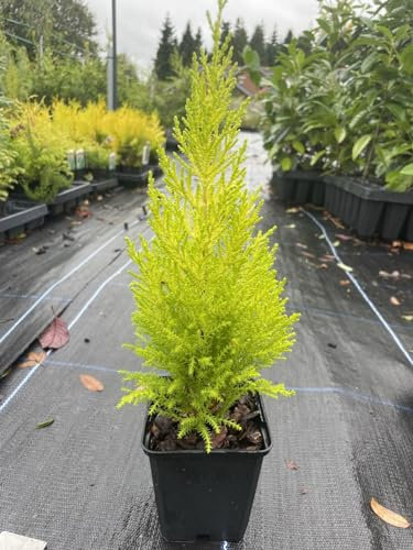 Monterey Cypress 'Wilma' | Lemon Scented Golden Conifer Tree 20cm+ Tall UK Grown