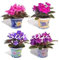 50Pcs Mini Bonsai Violet Samen, Usambaraveilchen Samen, Garten Topfpflanzen Violette Blumen Staude Matthiola Incana Seed 8
