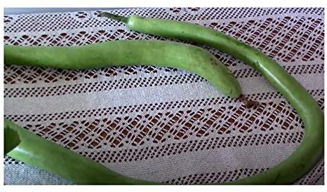 Stk - 15x Zierkürbis Cucuzi Italian Snake Ornamental Collection Pflanzen - Samen K142 - Seeds & Plants Shop by Ipsa