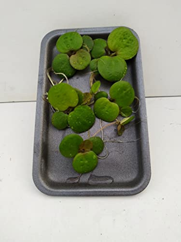 5 st. grodbett simväxt (Limnobium) simväxter för trädgårdsdamm/dammen,