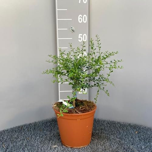 SAVINI VIVAI Citronnier, Caviar Jaune, Agrume, Tilleul, Semis de Citron en Pot, 20 cm Hauteur 50-70 cm 2 Ans de Greffe, Fabriqué en Italie