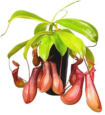 Planta Que Come Insectos Nepenthes Planta Carnívora Grande