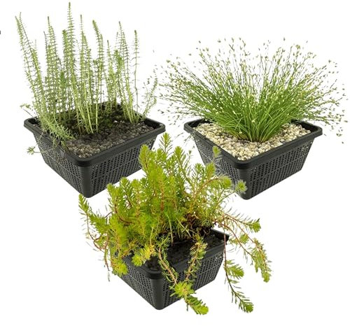 vdvelde.com - Einheimische unterwasserpflanzen - 12 Stück - brasilianisches tausendblatt, Nadelsimse, Tannenwedel - - Sauerstoffpflanzen Set- 12 Pflanzen- Platzierung: -1 bis -20 cm