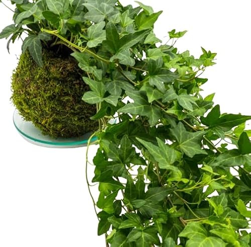 Kokedam Hiedra | DECOALIVE | Maceta Musgo Natural | Planta Natural