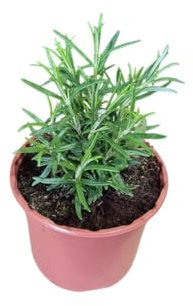 Romero en Maceta Planta Natural Aromática para la Cocina y el Jardín