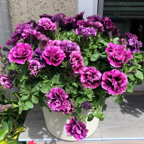 semillas de petunia, petunias colgantes de oficina, techo verde petunias silvestres, macizo exóticas interior raras semillas balcón Decoración 500semillas