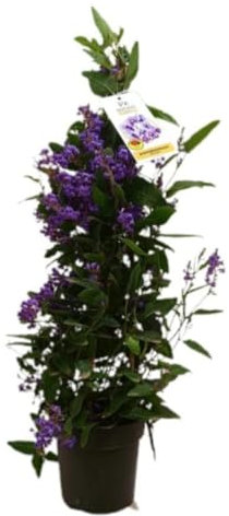 Planta Hardenbergia, 60-70 cm. Planta trepadora con flores moradas, conocida como glicina falsa. Segura Garden.