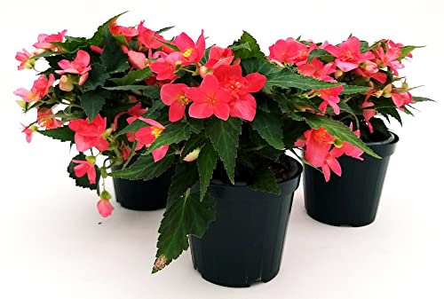 POWERS TO FLOWERS - BEGONIA PENDULA DA BALCONE, A FIORE ROSA, 3 PIANTE VASO 14 CM, piante vere