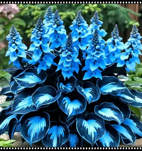 Facile Da Mantenere Bellissimo Giardino hosta rari Crescita Rapida-6bulbi-d