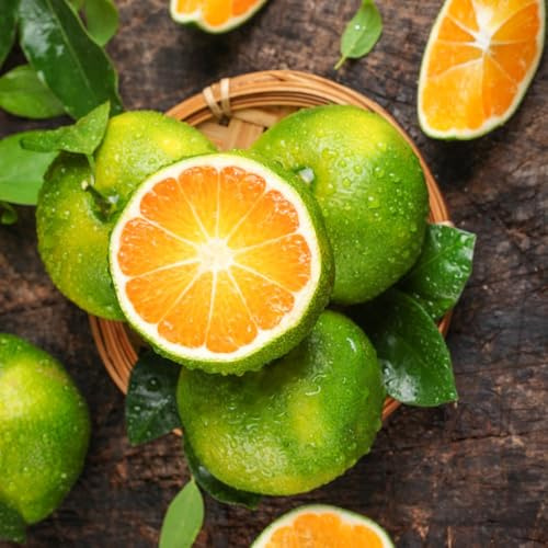 arancio bonsái interni balcone con letti elevati nano semi di colonnari biologici per giardino balcone acquistare bonsái 100pcs