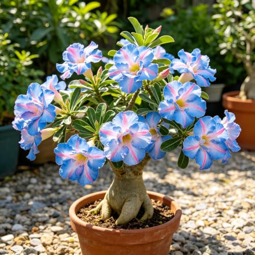 tubérculo de rosa del desierto resistentes en Cubresuelos resistentes decoración de otoño fácil cultivar rápido crecimiento 1pcs