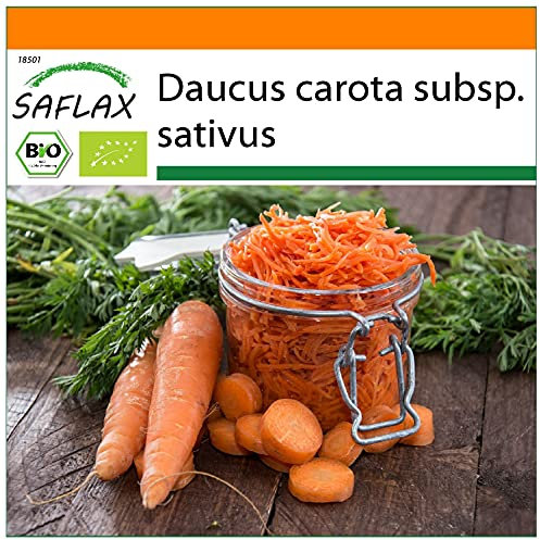 SAFLAX - - BIO - Carota - Regina d'autunno - 1000 semi - Daucus carota subsp. sativus