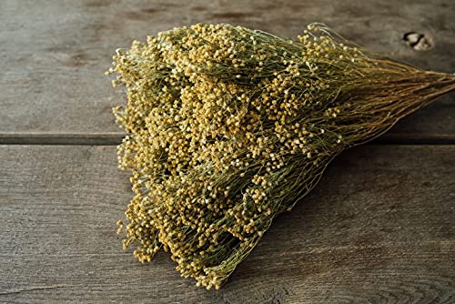 NaDeco Broom getrocknet, in Natur/Gebleicht wählbar, Größe ca. 50cm | Cytisus scoparius | Besenstrauch | Getrockneter Ginster | Boho Deko | Trockenblumen | Trockenstrauß, Farbe:Natur