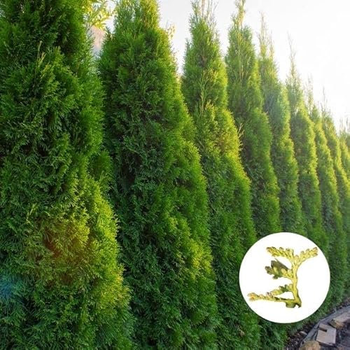 Hecken Helge/Lebensbaum (Thuja) Smaragd/ 100-125 cm / 9 Stück / 3 Meter